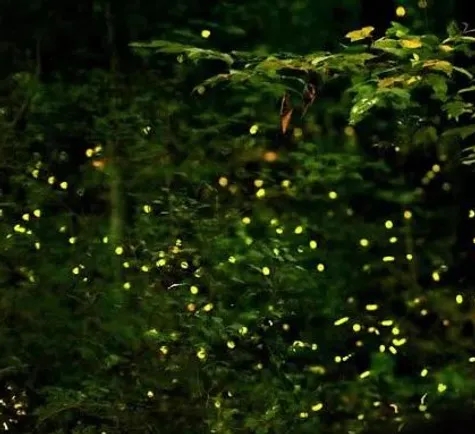 Firefly Watching