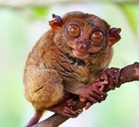 Tarsier Sanctuary